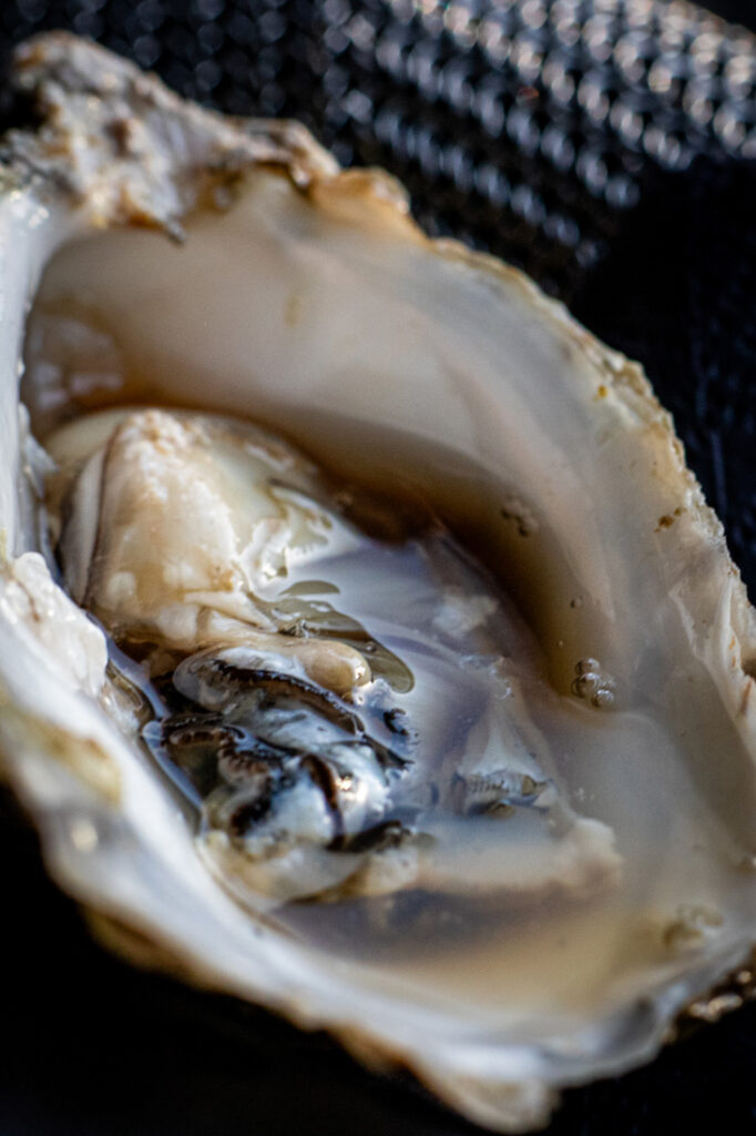 aperitiv stridii oysters