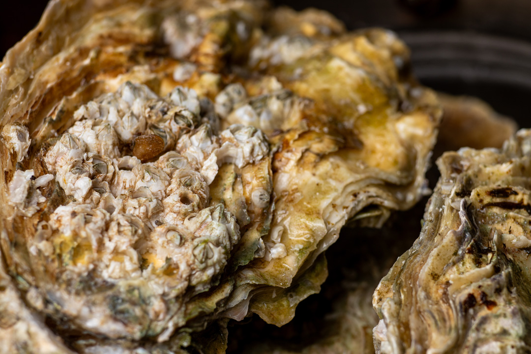 stridii premium oysters